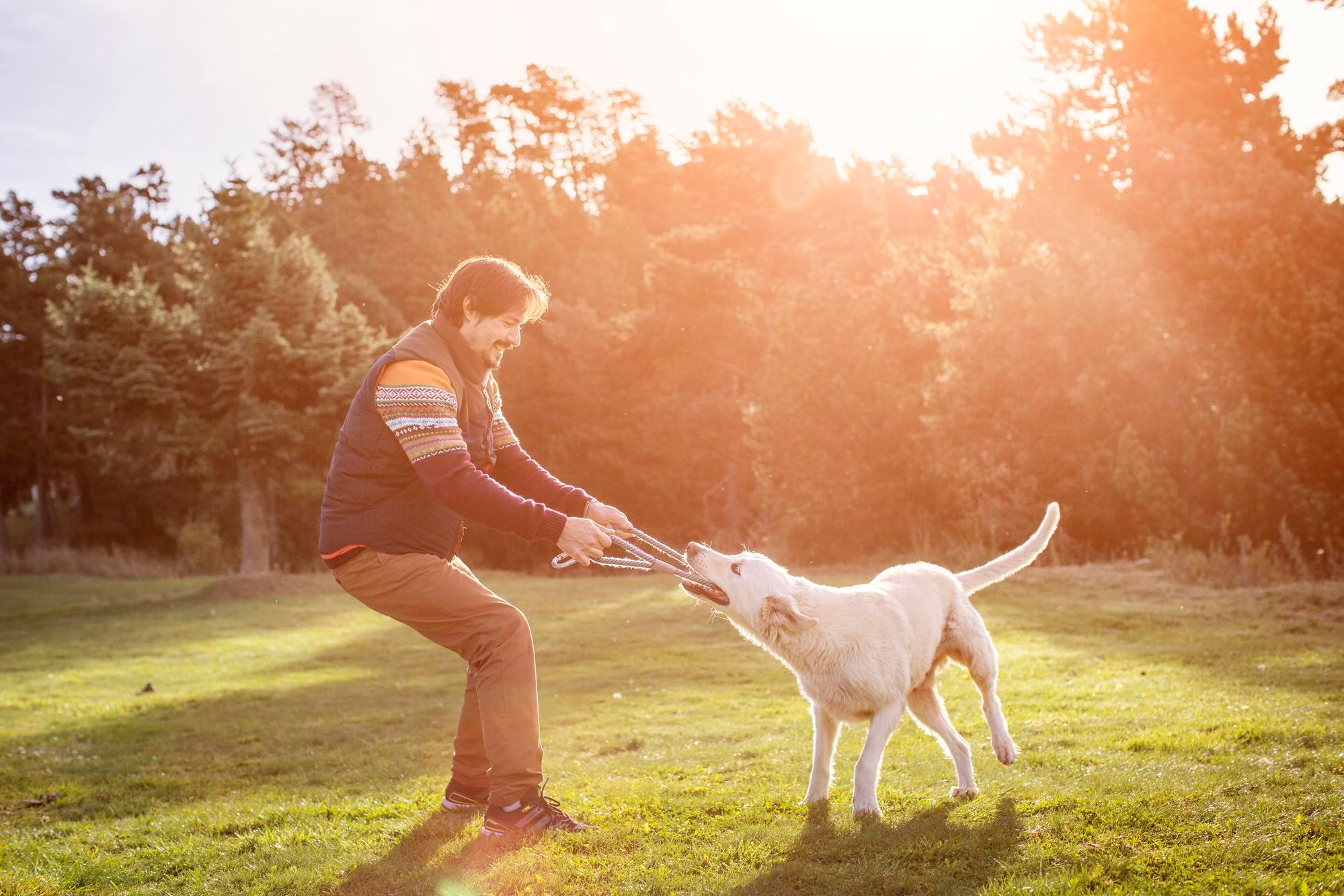 Man playing with dog 537450091.jpeg