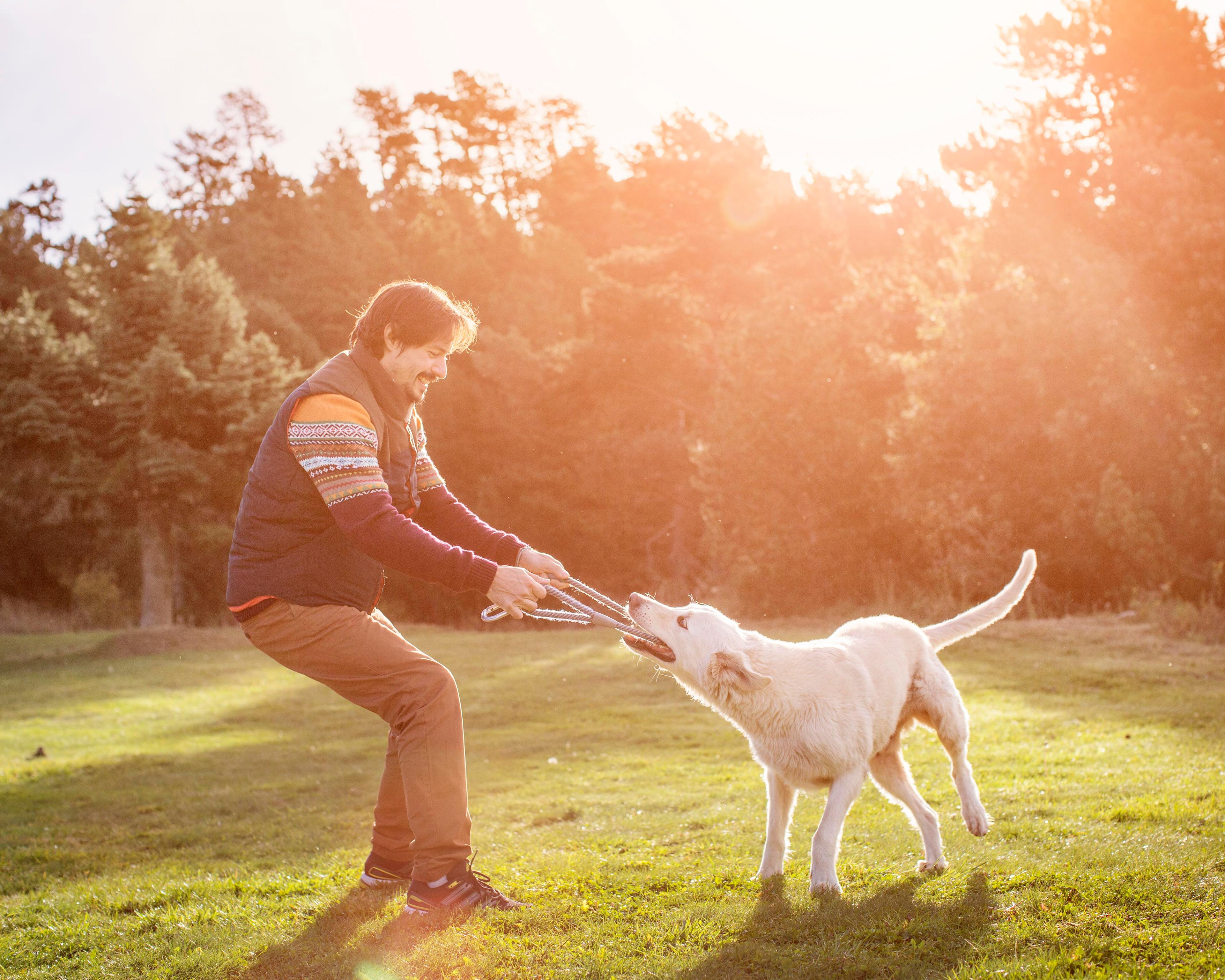 Man playing with dog 537450091.jpeg